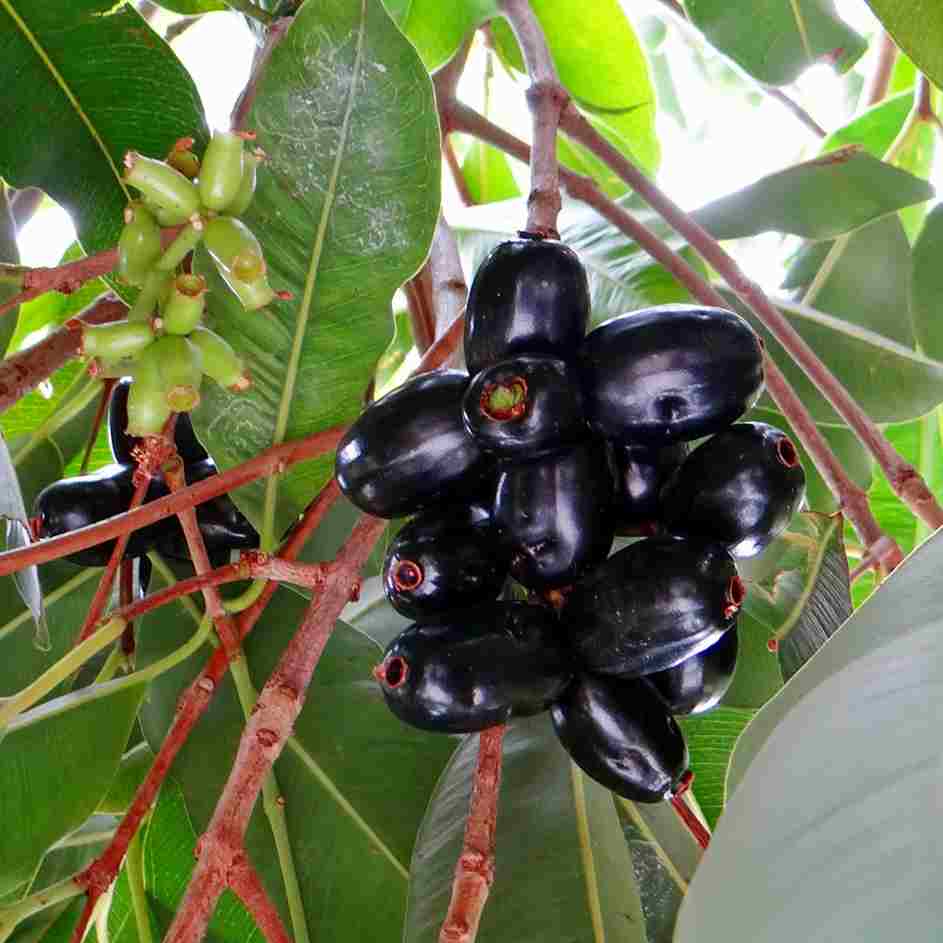 Image Description